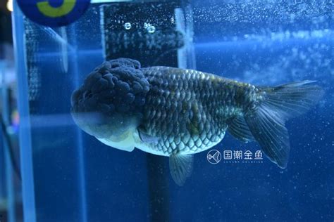 綠水 養魚